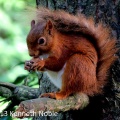 red squirrel (Sciurus vulgaris) Kenneth Noble